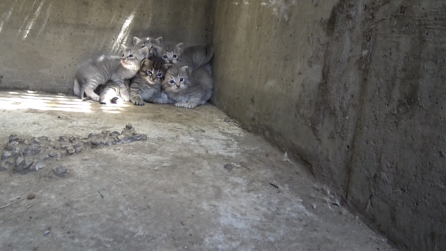 Lion King Kittens Rescue