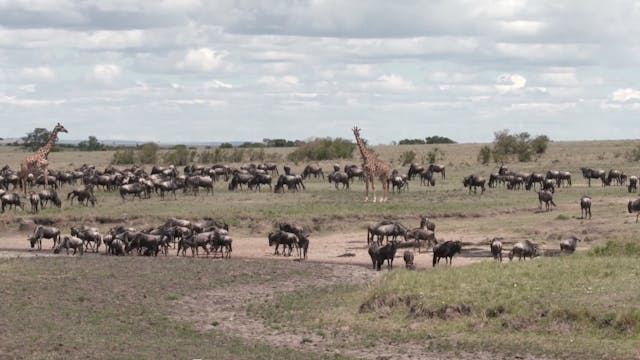 The Maasai Mara 