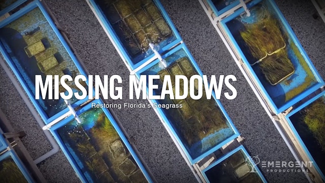 Missing Meadows: Restoring Florida's Sea Grass