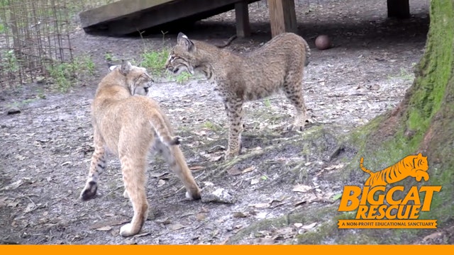 Two Bobcats Become Best Friends