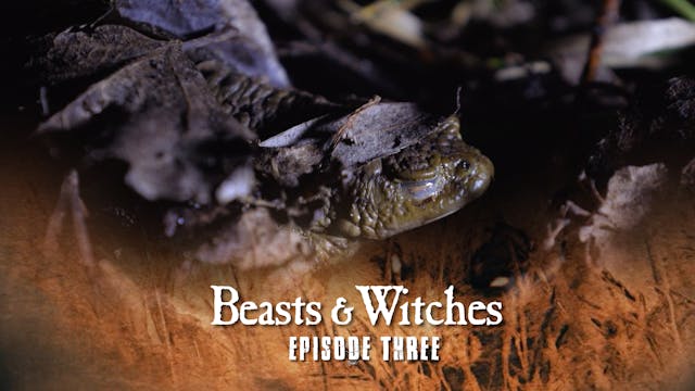 Beasts & Witches: The Mysterious Pond