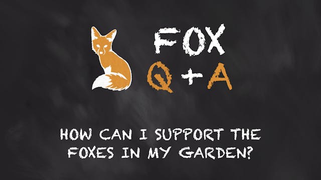 How Can I Support The Foxes In My Garden