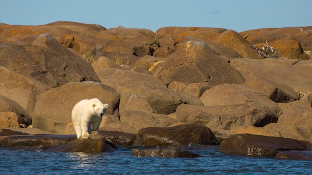 Fascinating Canada - A Summer With Polar Bears At The Hudson Bay