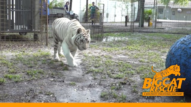 White Tiger On The Move