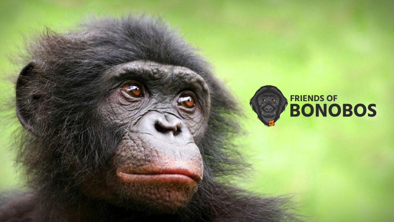 All About Bonobos from Lola Ya Bonobo & Friends of Bonobos