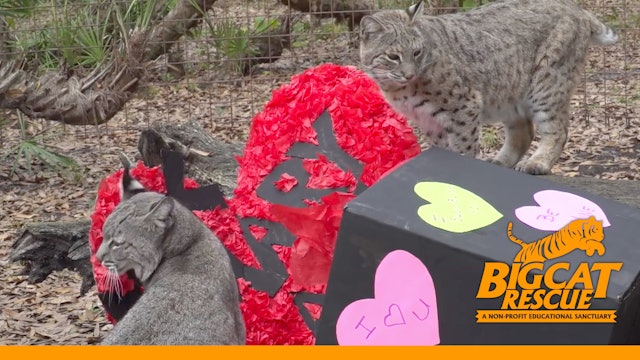 Purr-fect Valentine's Day With Big Cats