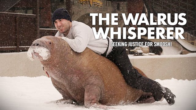 The Walrus Whisperer