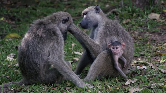 Colobus Monkeys 