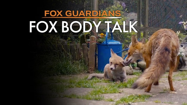 Fox Body Talk