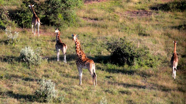 Fascinating Maasai Mara - On Safari i...