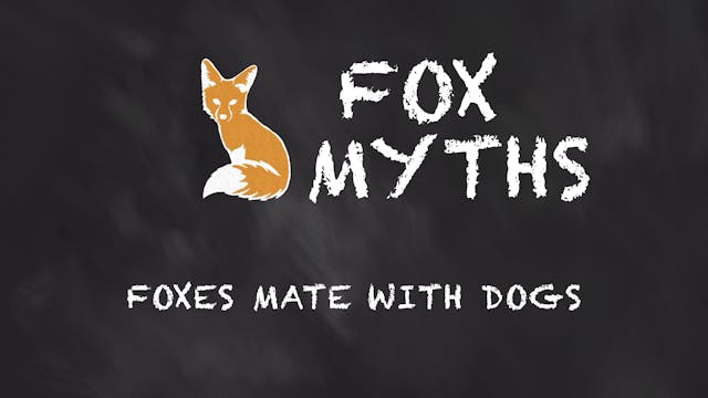 Foxes mate with dogs