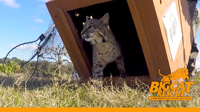 Bobcat Release - Home For The Holidays