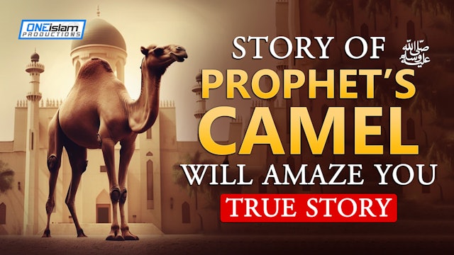 Story Of Prophet's (ﷺ) Camel Will Amaze You