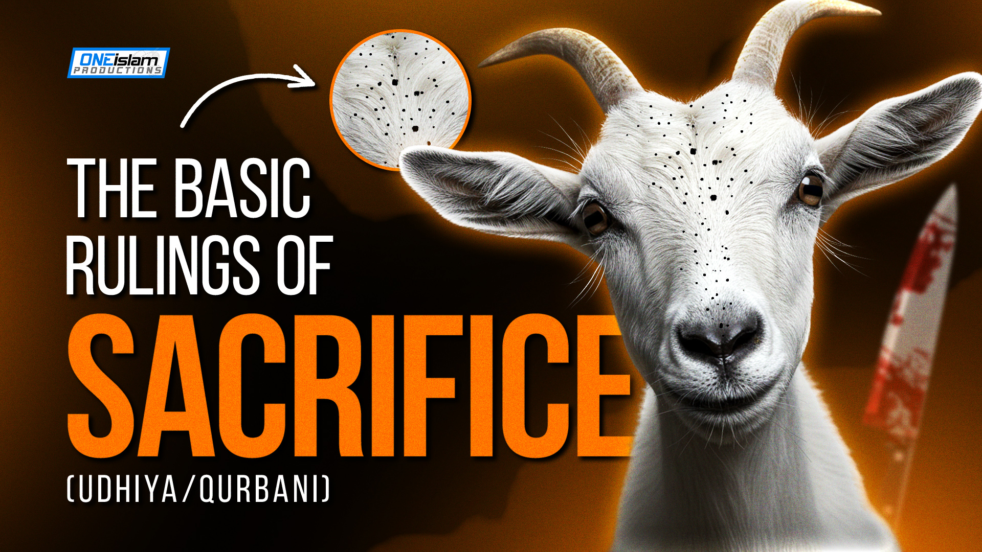 The Basic Rulings Of Sacrifice (Udhiya / Qurbani)