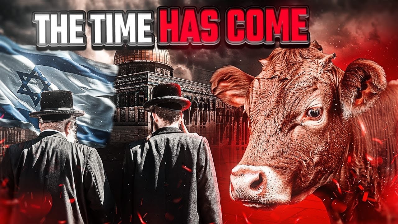 The End Of Aqsa Because Of This Cow