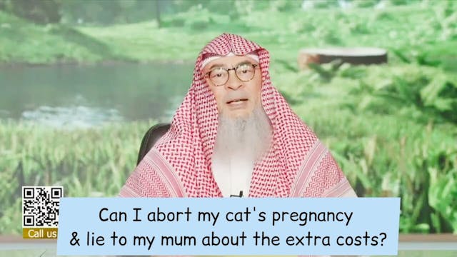 Can I Abort My Cat's Pregnancy & Lie ...