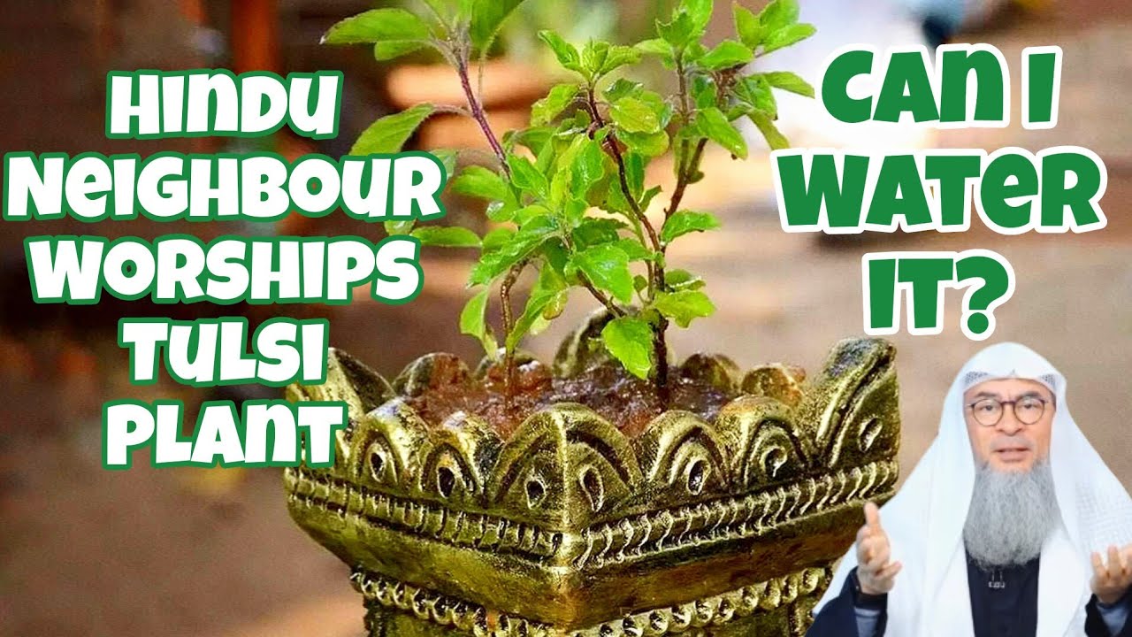 Hindu neighbours worship plants (Tulsi), can I water them or is it shirk