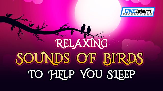 Relaxing Sounds Of Birds To Help You ...