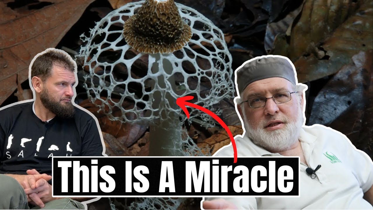 HIDDEN MIRACLE - AMAZING !! 