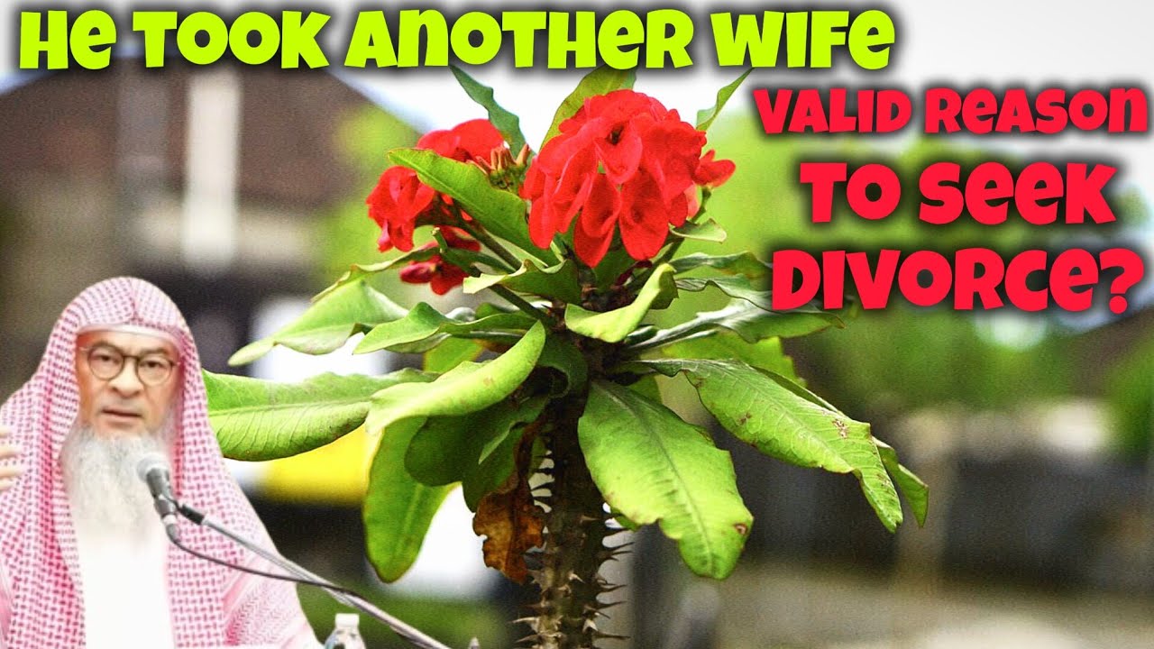 If her husband takes a second wife is it a valid reason to ask for divorce 