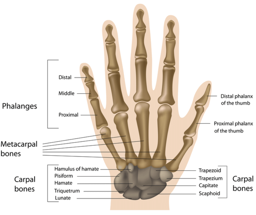 FRC:Wrist, Hand and Fingers