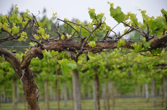 North Carolina Wine Series: Coastal Wineries and Family Roots