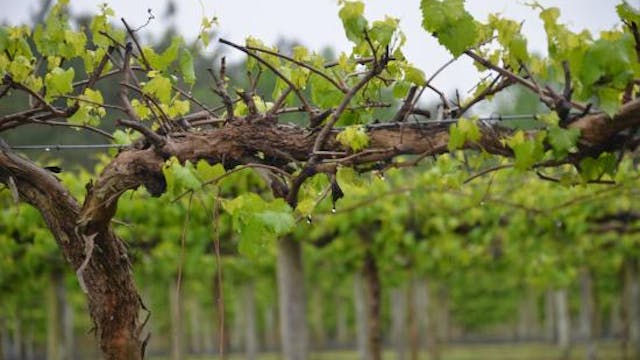 North Carolina Wine Series: Coastal W...