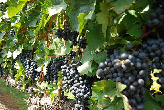 North Carolina Wine Series: Stomping this Year's Grapes
