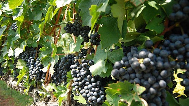 North Carolina Wine Series: Stomping this Year's Grapes