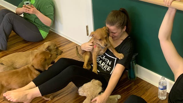 Bonus Animals with Lauren Arms & Abs