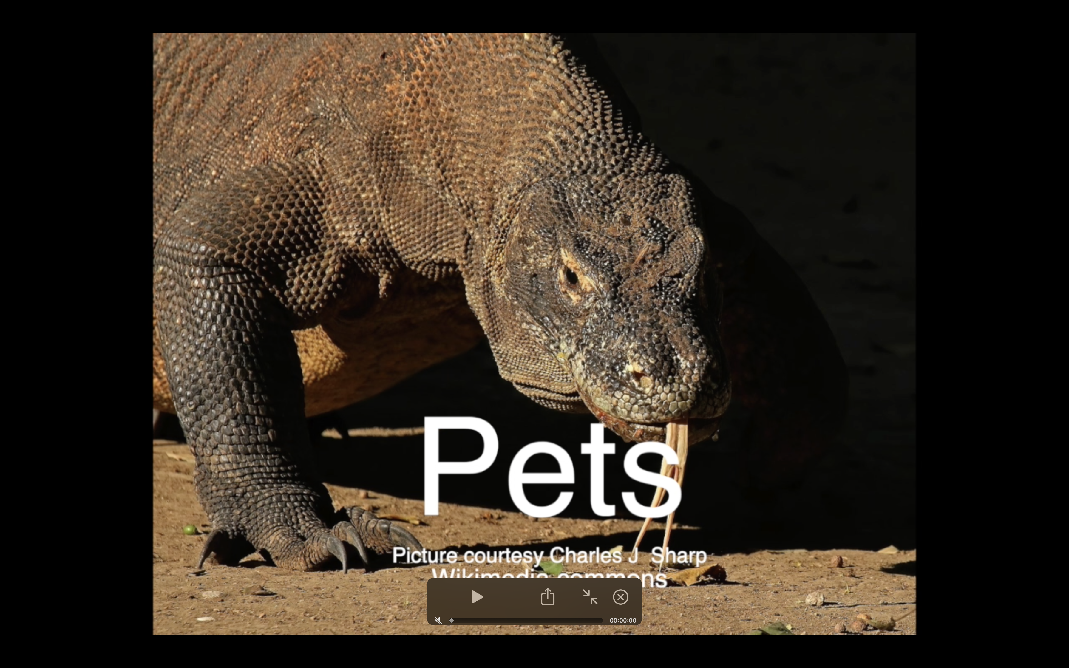 11 Tripping over pets.