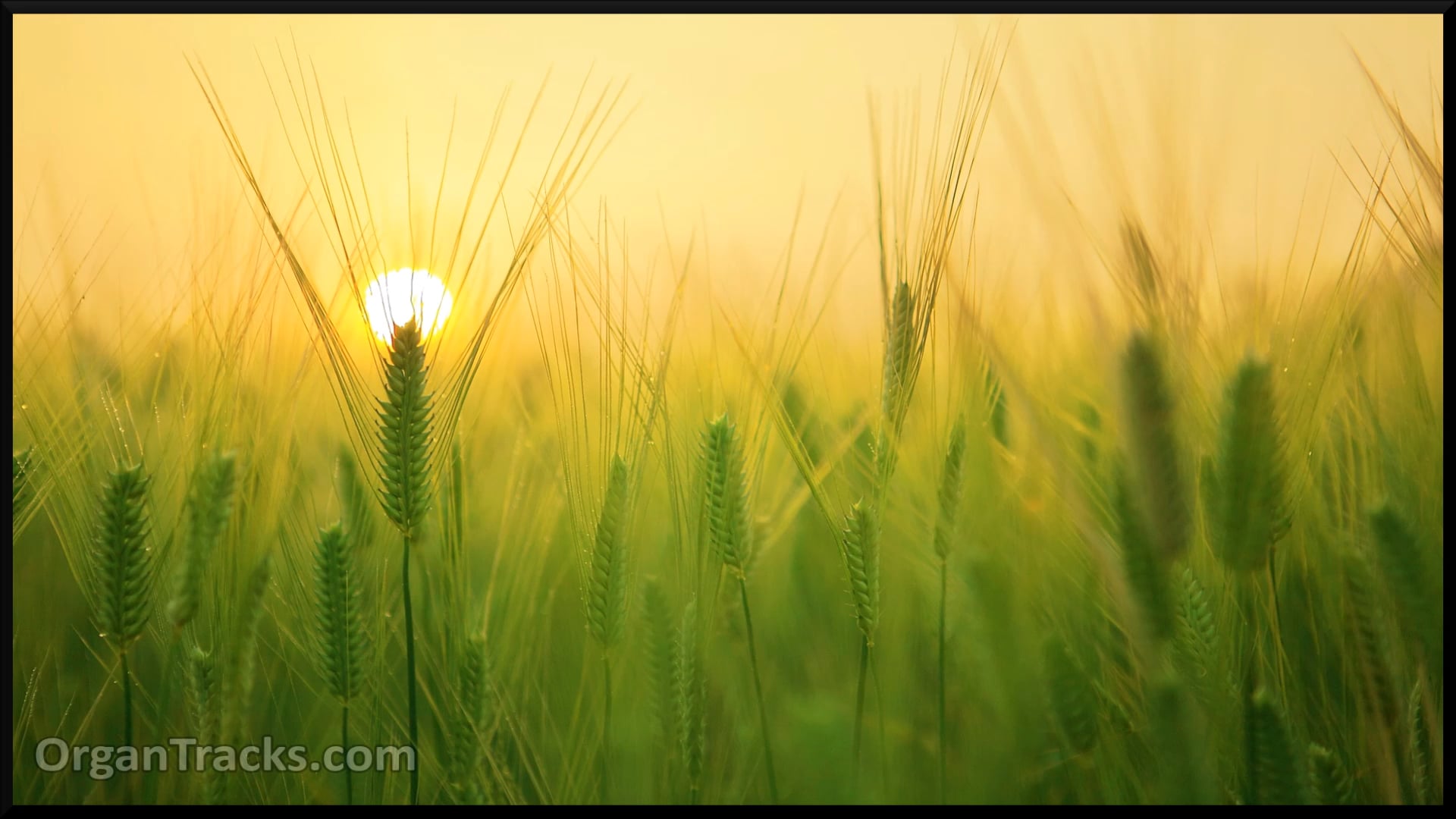 Now the green blade riseth (NOEL NOUVE.. 4 Verses)