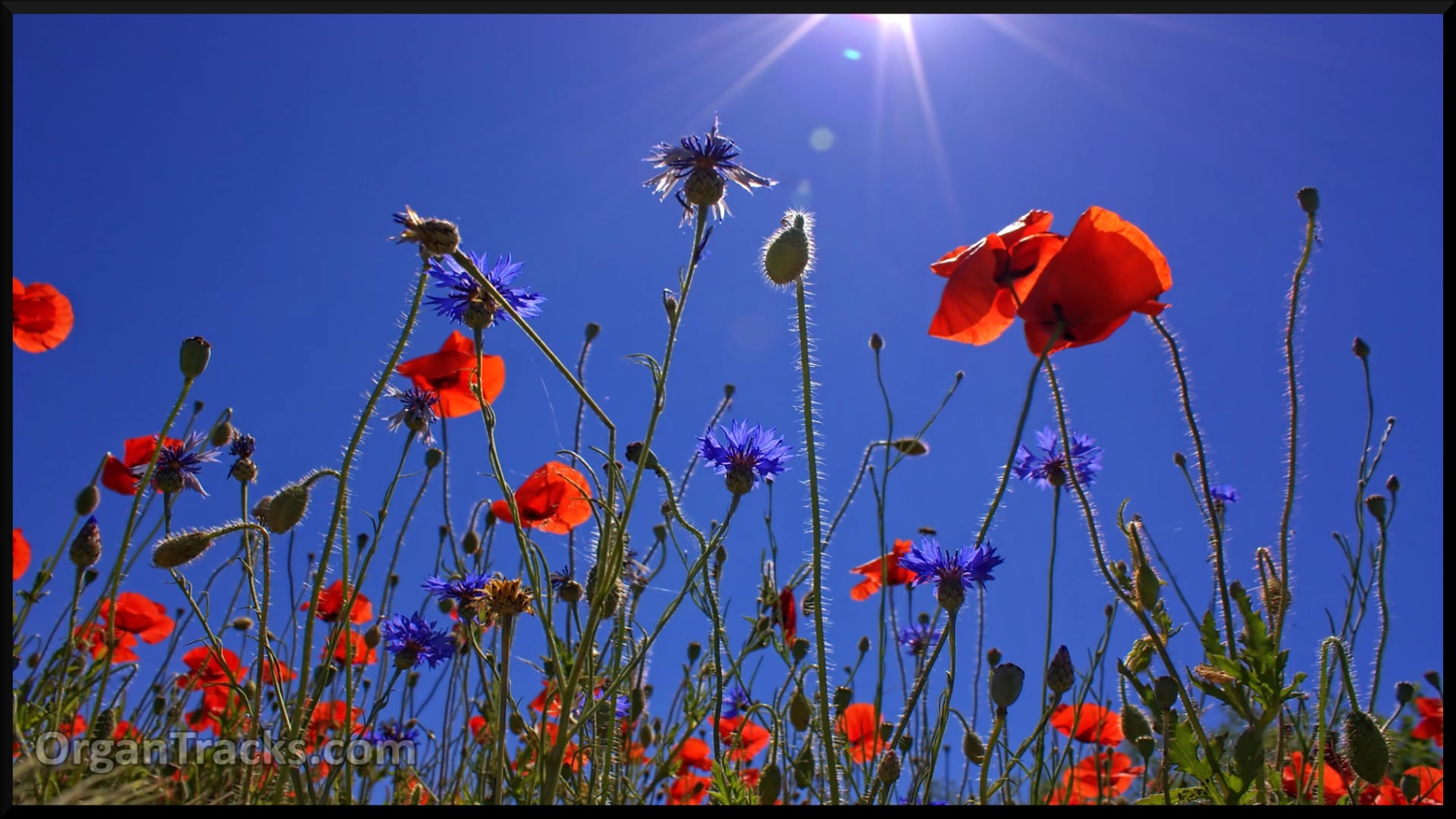 Lord, in love and perfect... (BLAENWERN, 3 Verses)