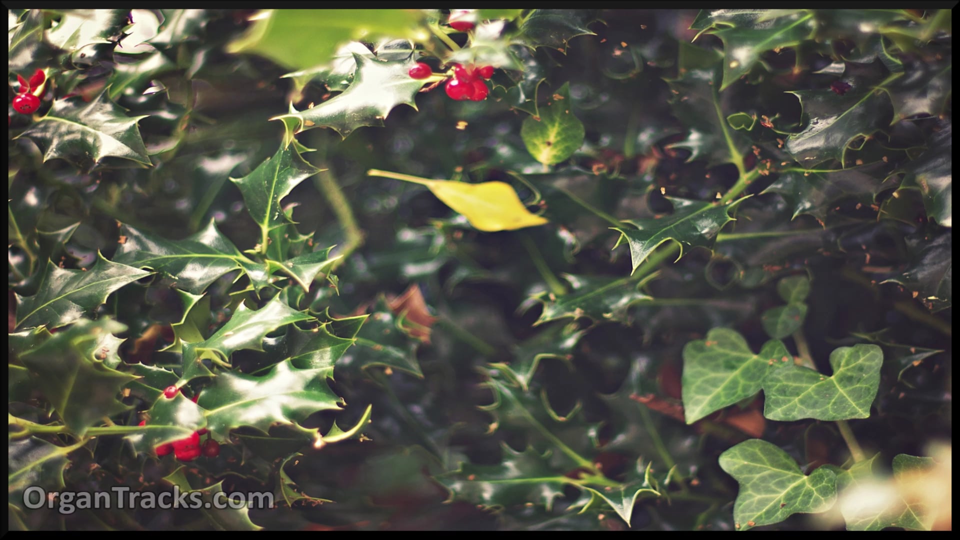 The Holly And The Ivy (THE HOLLY AND THE IVY, 6 Verses) ORGAN ONLY