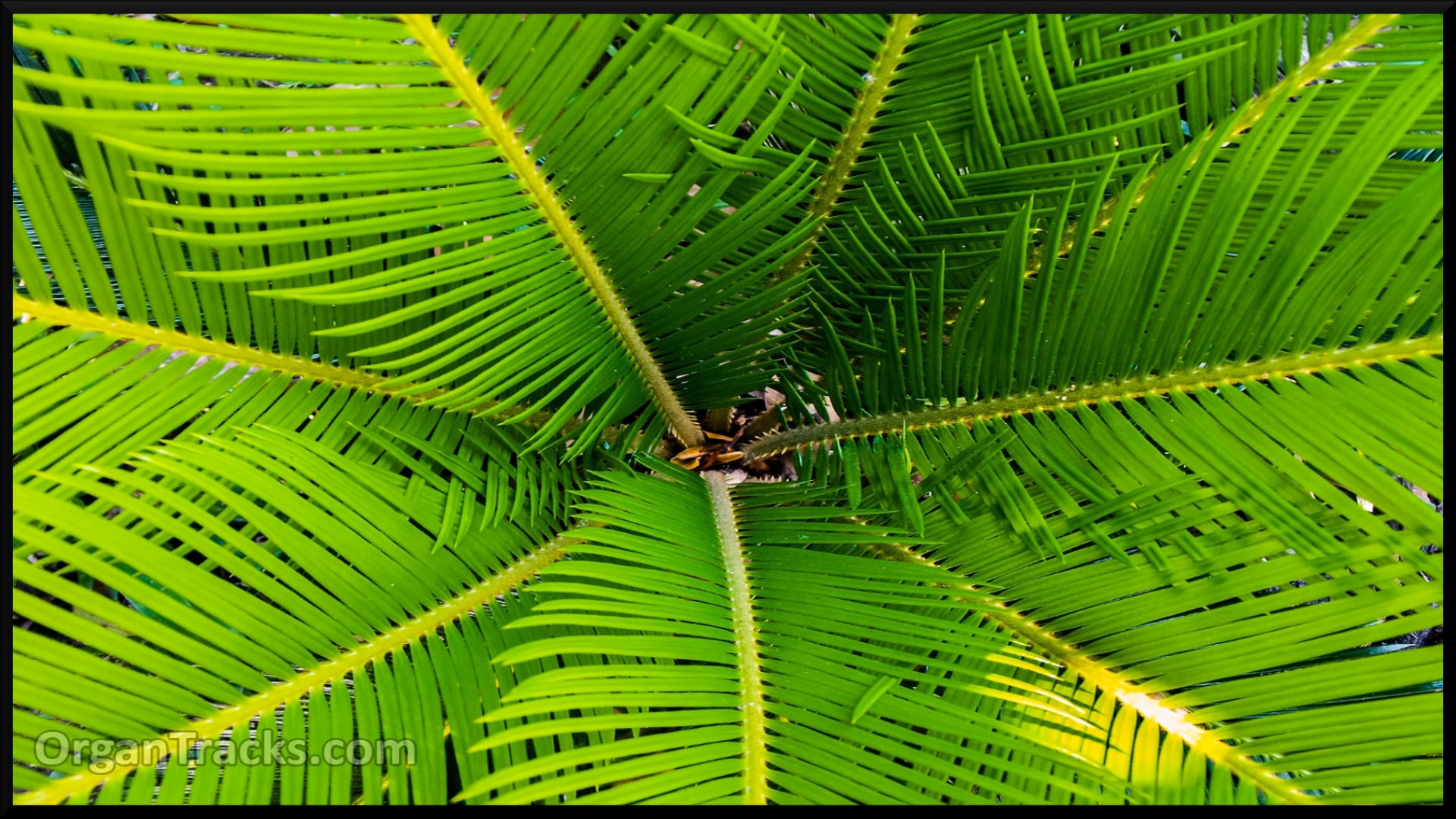 The strife is o'er, the battle..(VULPI.. 5 Verses)