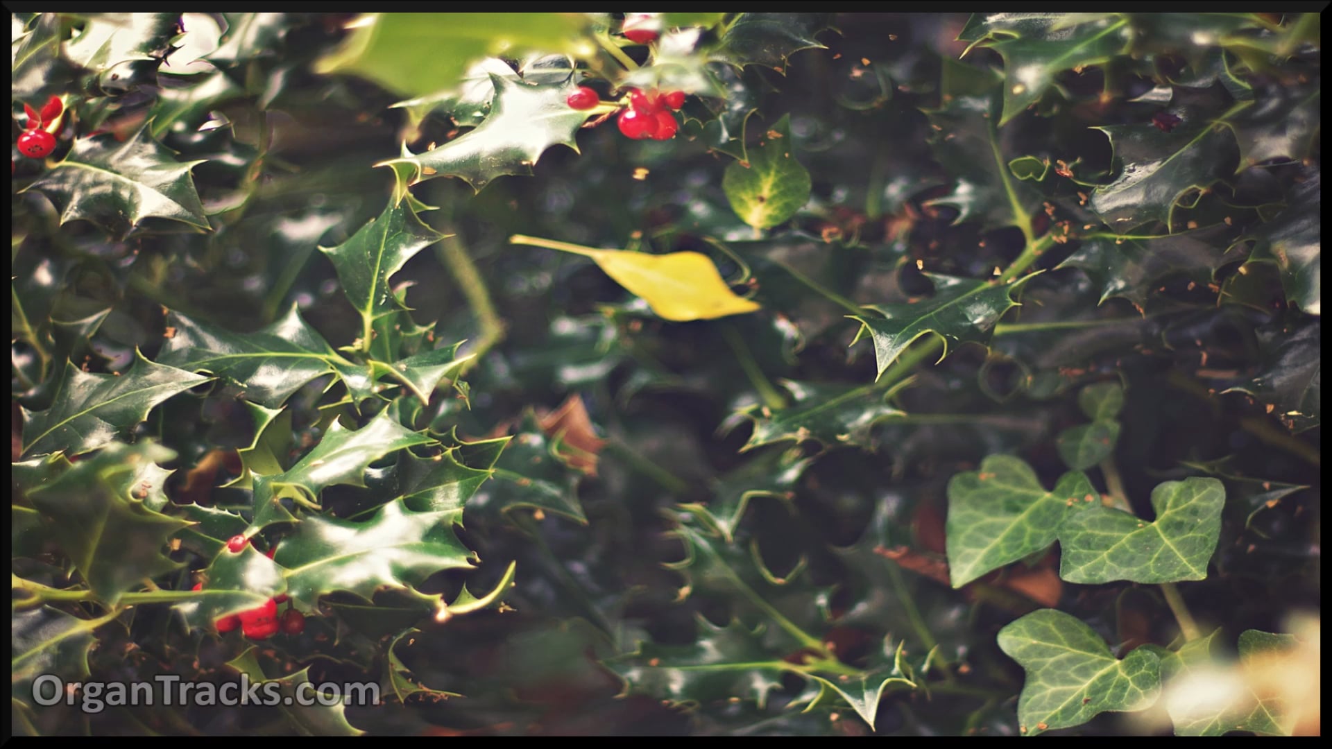 The Holly And The Ivy (THE HOLLY AND THE IVY, 6 Verses)