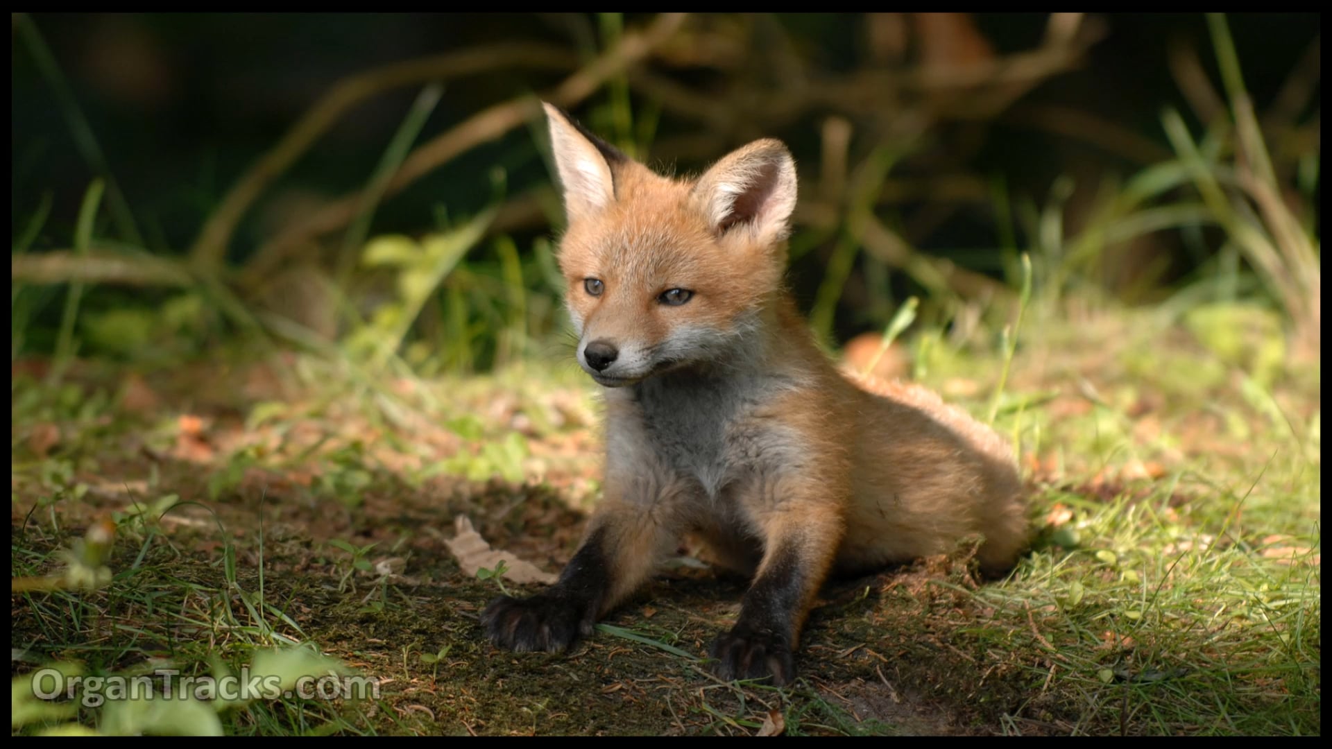 All creatures of our God and King (LAS.. 7 Verses)