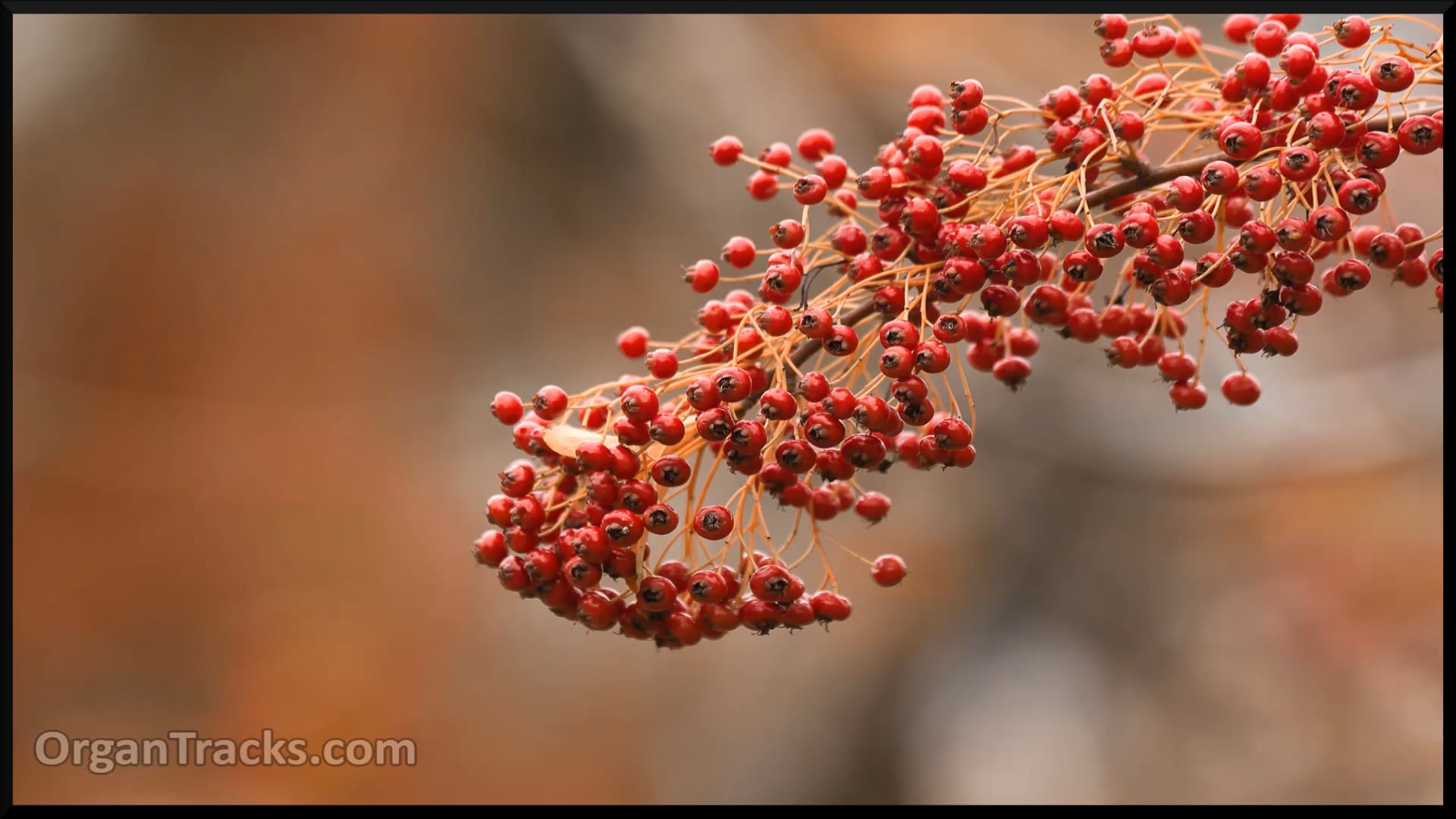 O God of Bethel by whose hand (SALZBURG, 5 Verses)