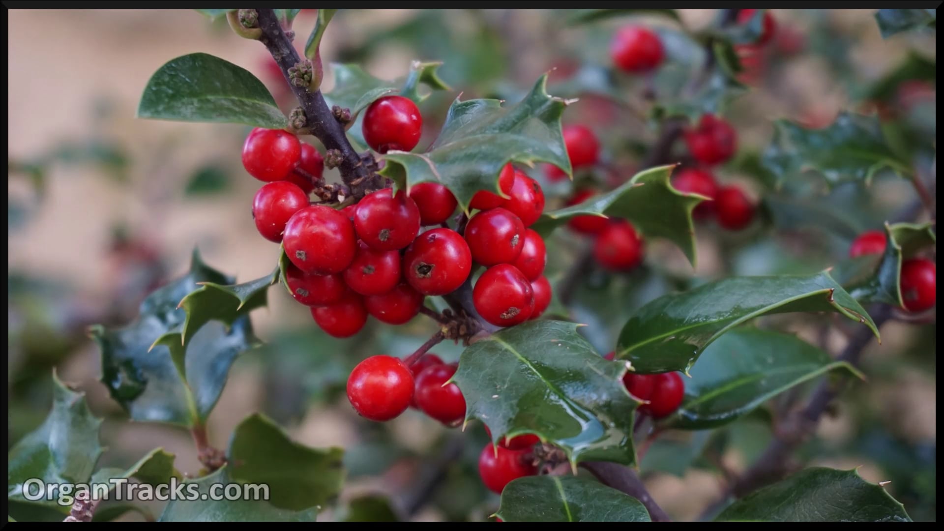 Deck The Halls With Boughs Of Holly (DECK THE HALLS, 3 Verses)