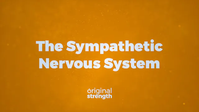 The Sympathetic Nervous System