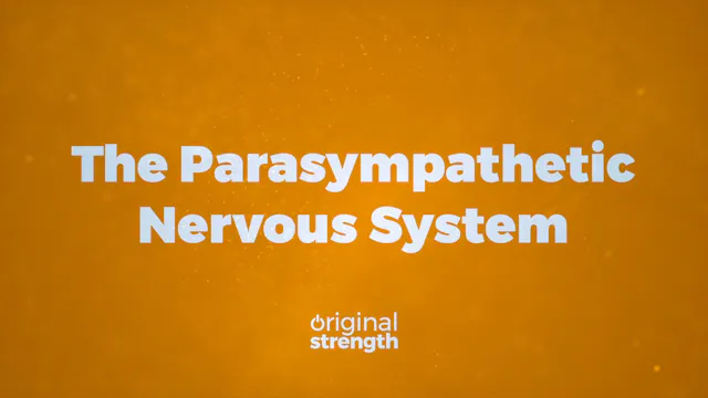 The Parasympathetic Nervous System