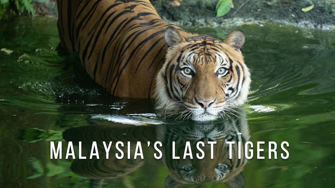 Malaysia’s Last Tigers