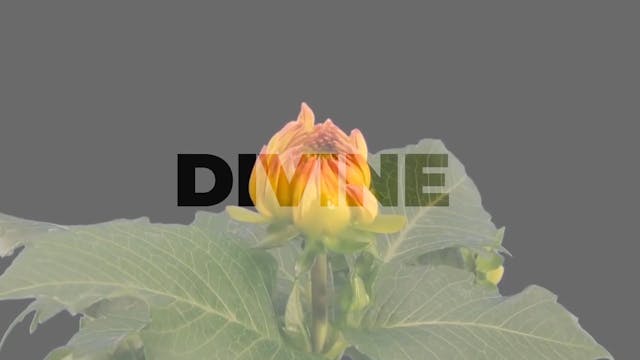 #OTVTonight (LIVE) Divine - Trailer 