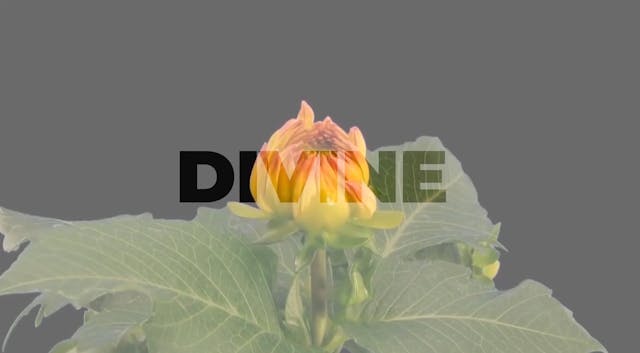 #OTVTonight (LIVE) Divine - Trailer 