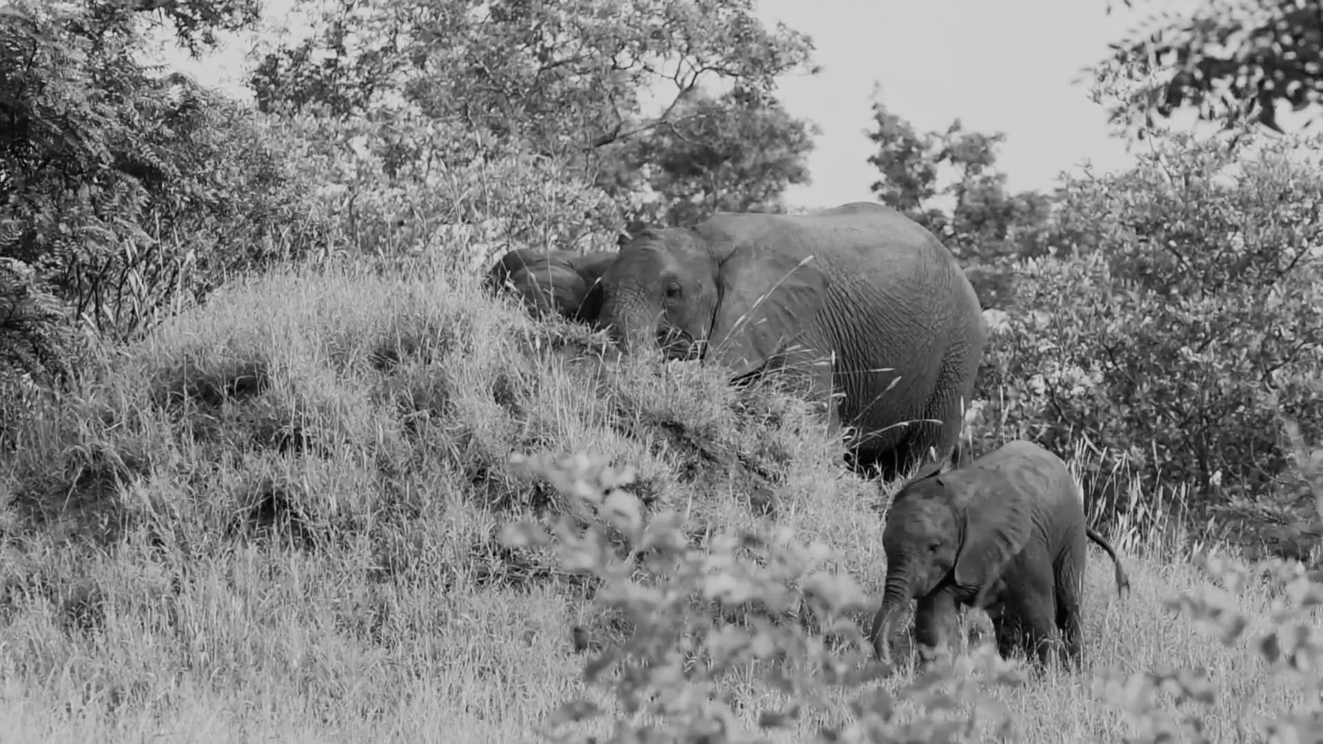 Elephants by Adrian Steirn