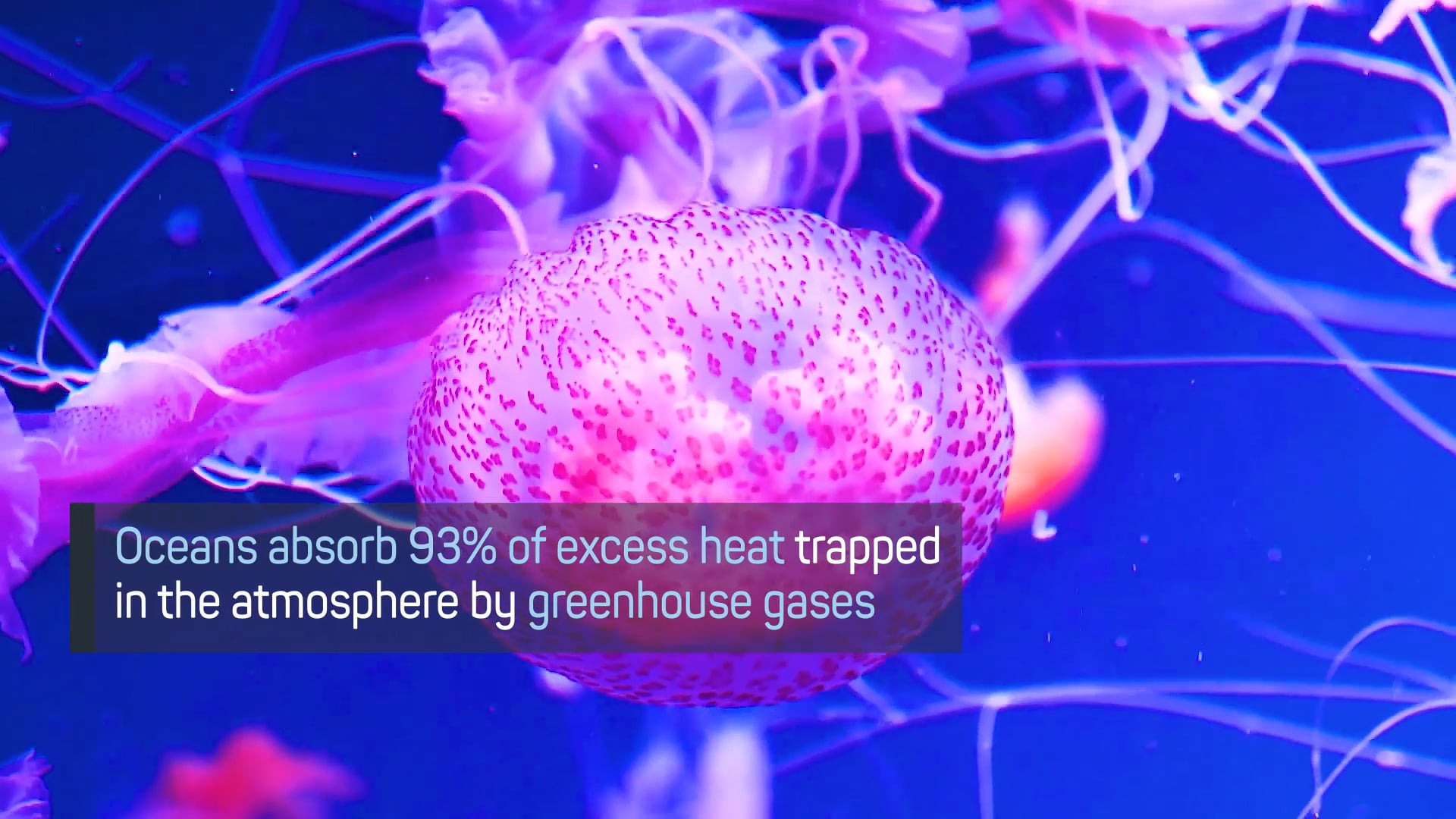 Jellyfish