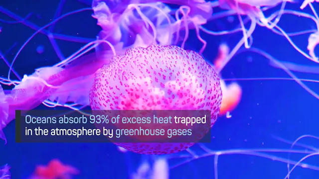 Jellyfish