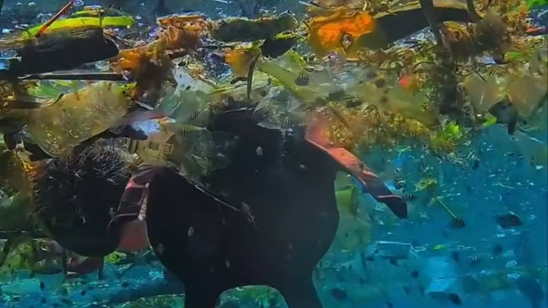 Raja Ampat Trash