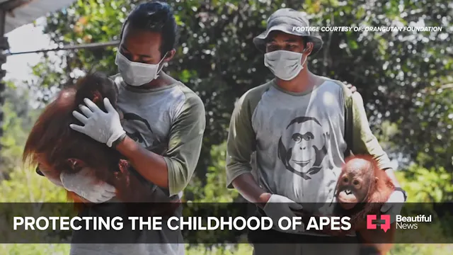 Orangutans
