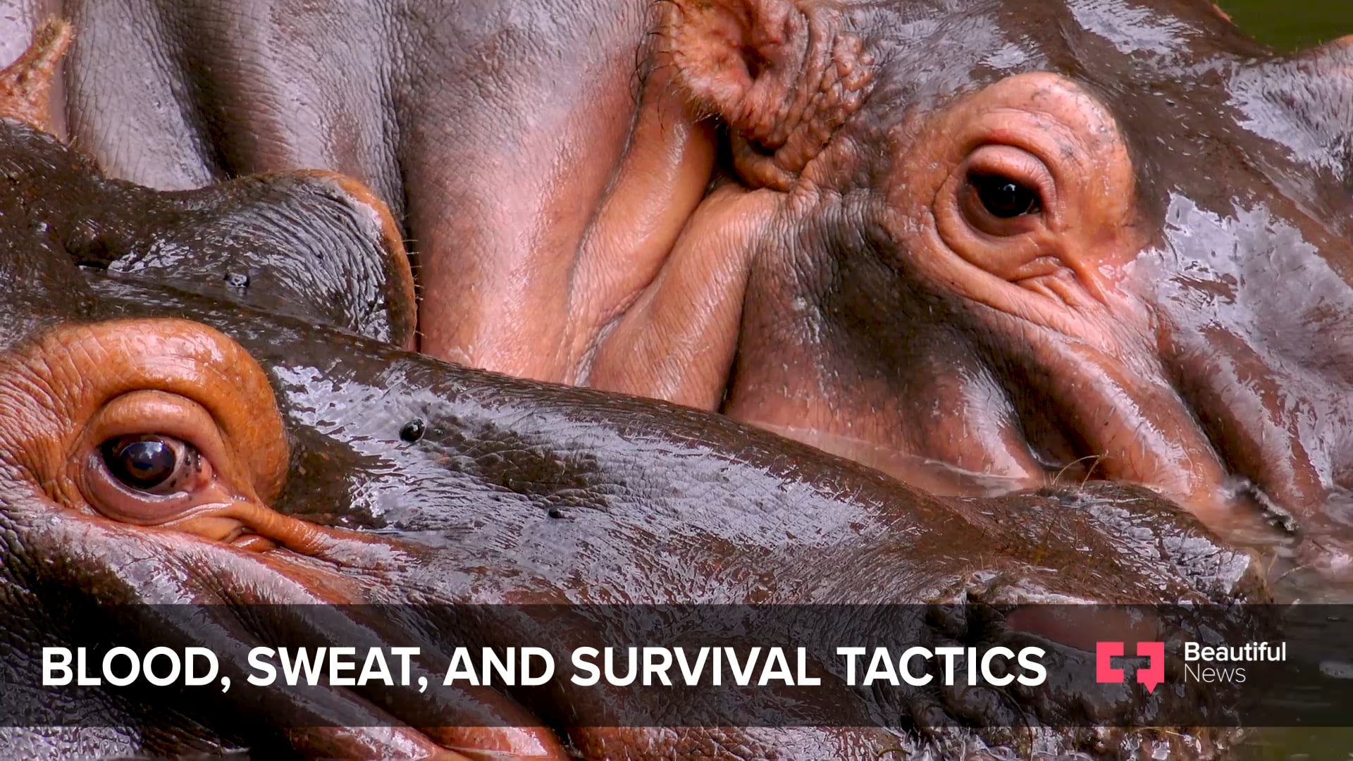 Hippos